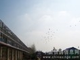 鲁苏豫皖赛鸽中心预赛视频
