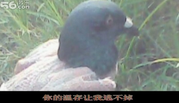 坚决打击：网鸽、枪击信鸽